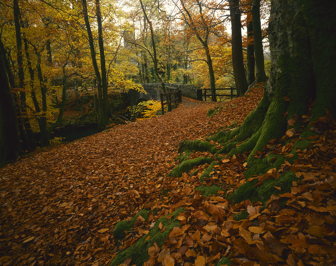 #924140-1 - Carpet of Fallen Beech Leaves, Clappersgate, Cumbria, England