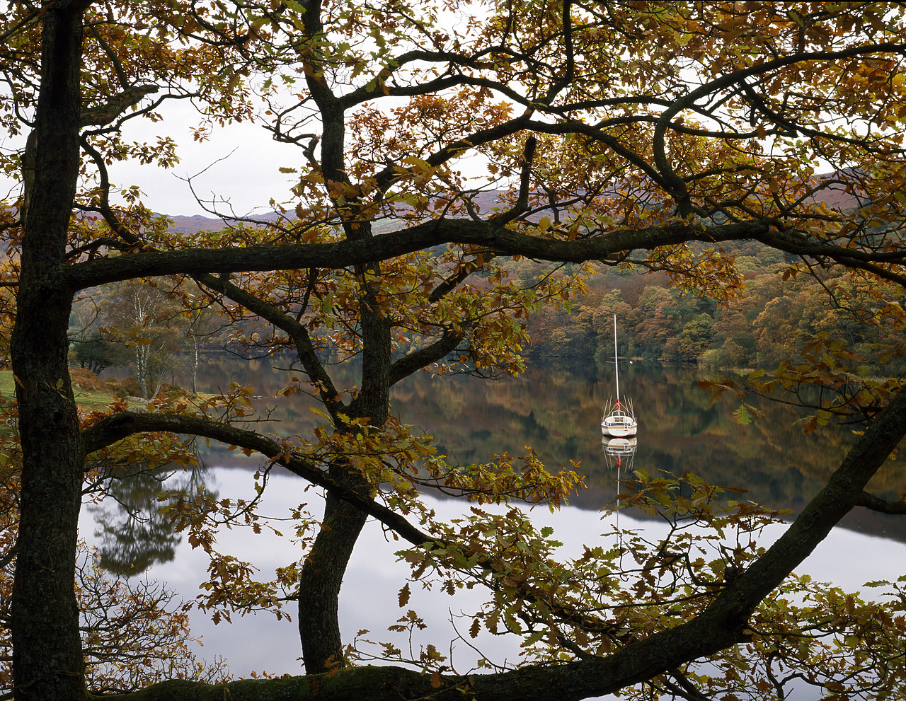#924153 - Sailboat Framed by Tree, Lake Coniston, Lake District National Park, Cumbria, England