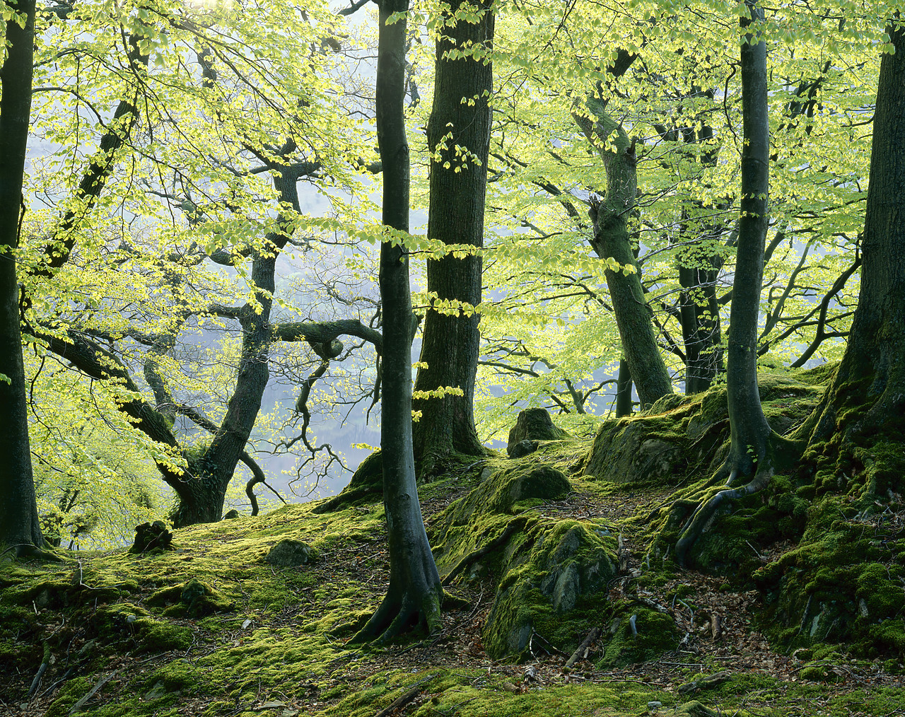 #934228 - Mossy Forest in Spring, Lake District National Park, Cumbria, England