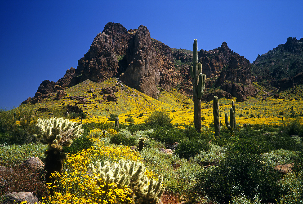 #934266-1 - Superstition Mountains in Spring, near Phoenix, Arizona, USA