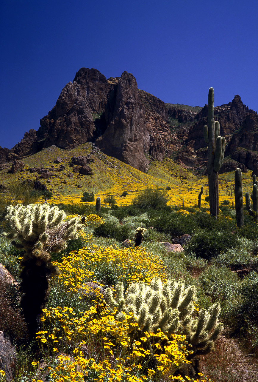 #934266-2 - Superstition Mountains in Spri, near Phoenix, Arizona, USA