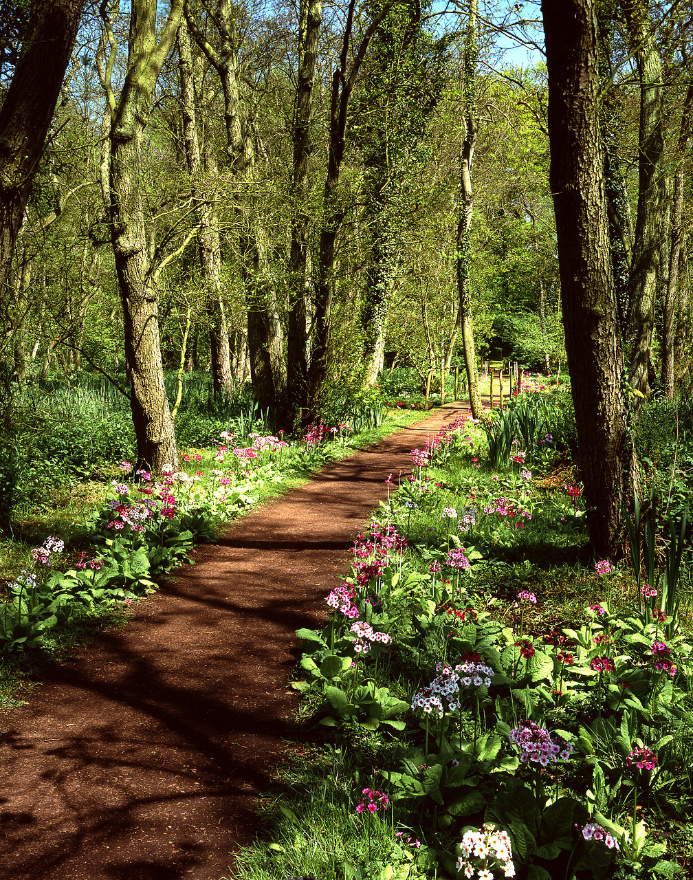 #934279-1 - Path through Primulas, Fairhaven Garden Trust, South Walsham, Norfolk, England