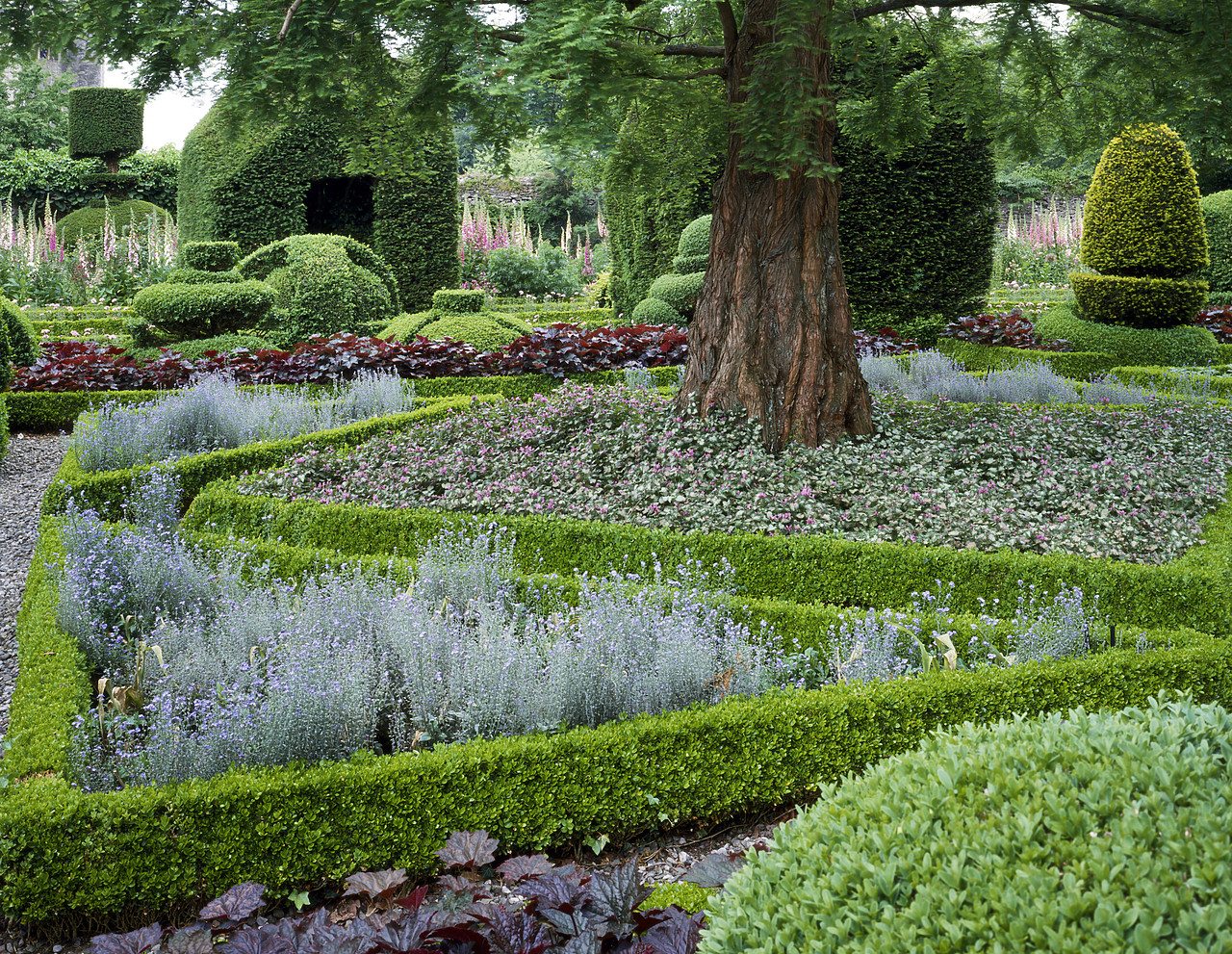 #934293-1 - Topiary Gardens, Levens Hall, Cumbria, England