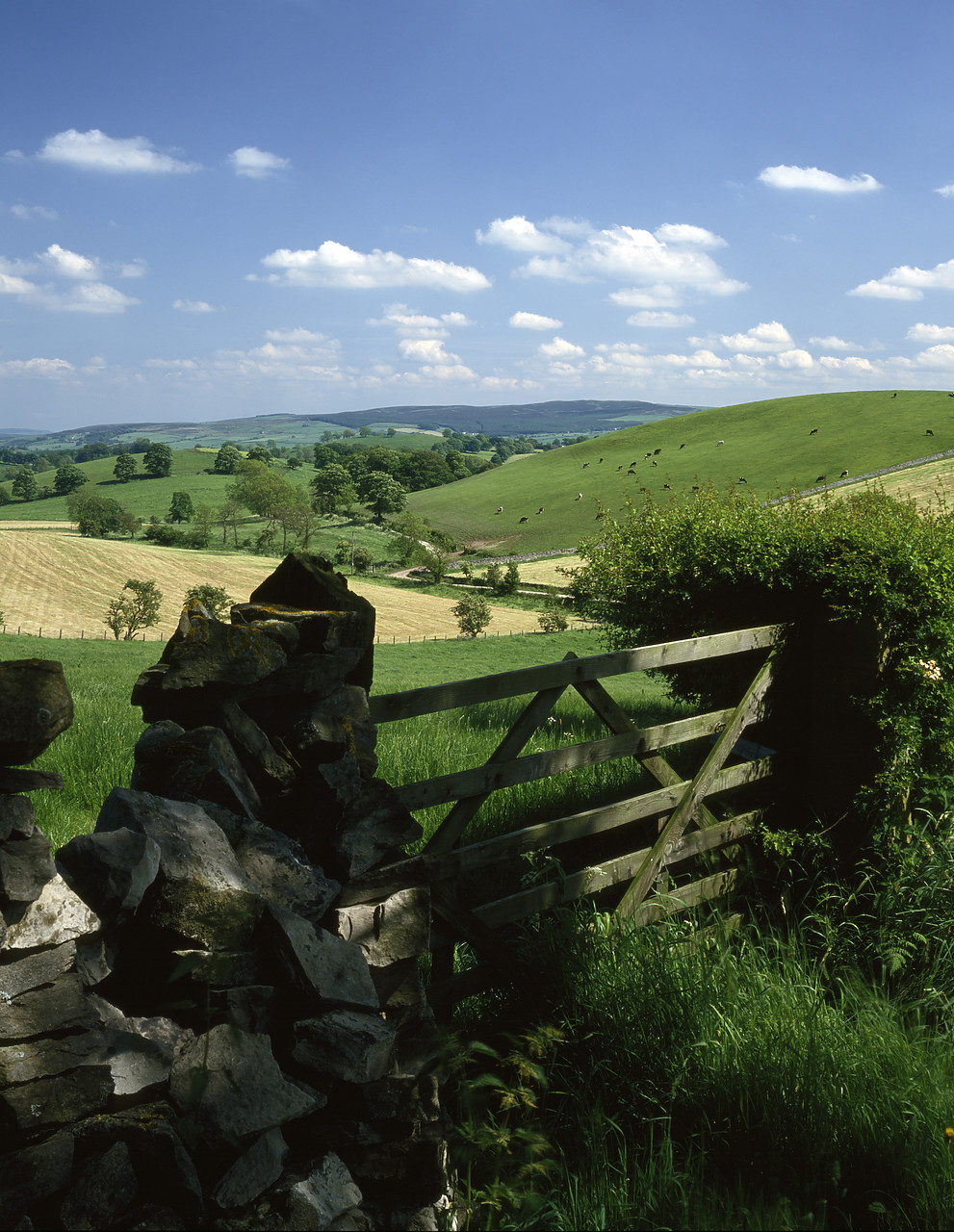 #934302-2 - Gate & Countryside, near West Marton, North Yorkshire, England