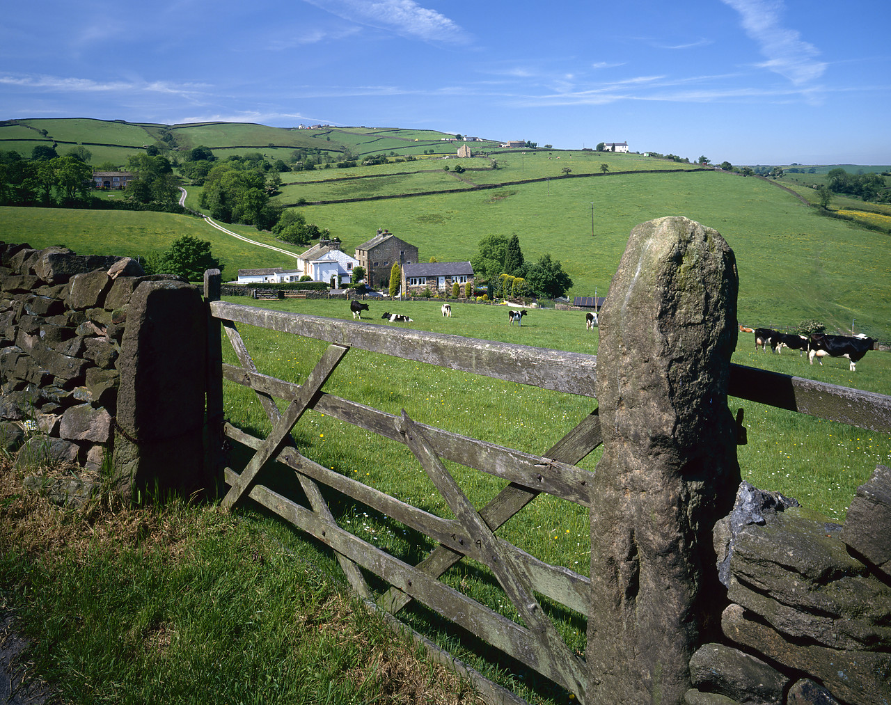 #934324-2 - Gate & Grazing Cows, near Burnley, Lancashire, England