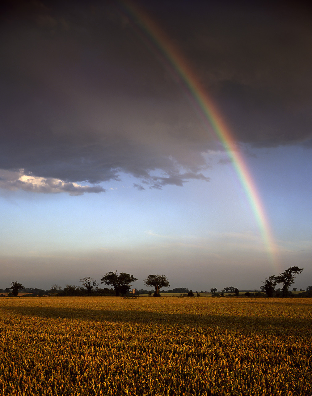 #934337-2 - Rainbow over Wheatfield, Rockland St. Mary, Norfolk, England