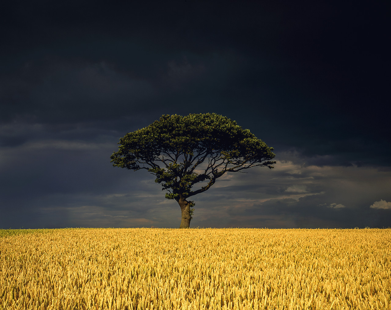 #934339-2 - Storm over Oak Tree in Wheat Field, Clippesby, Norfolk, England