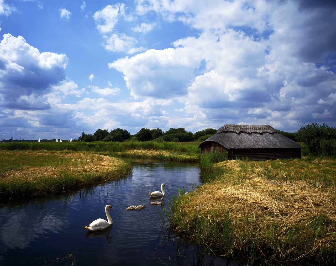 #934341-3 - Thatched Boathouse & Swans, Hickling Broad, Norfolk, England