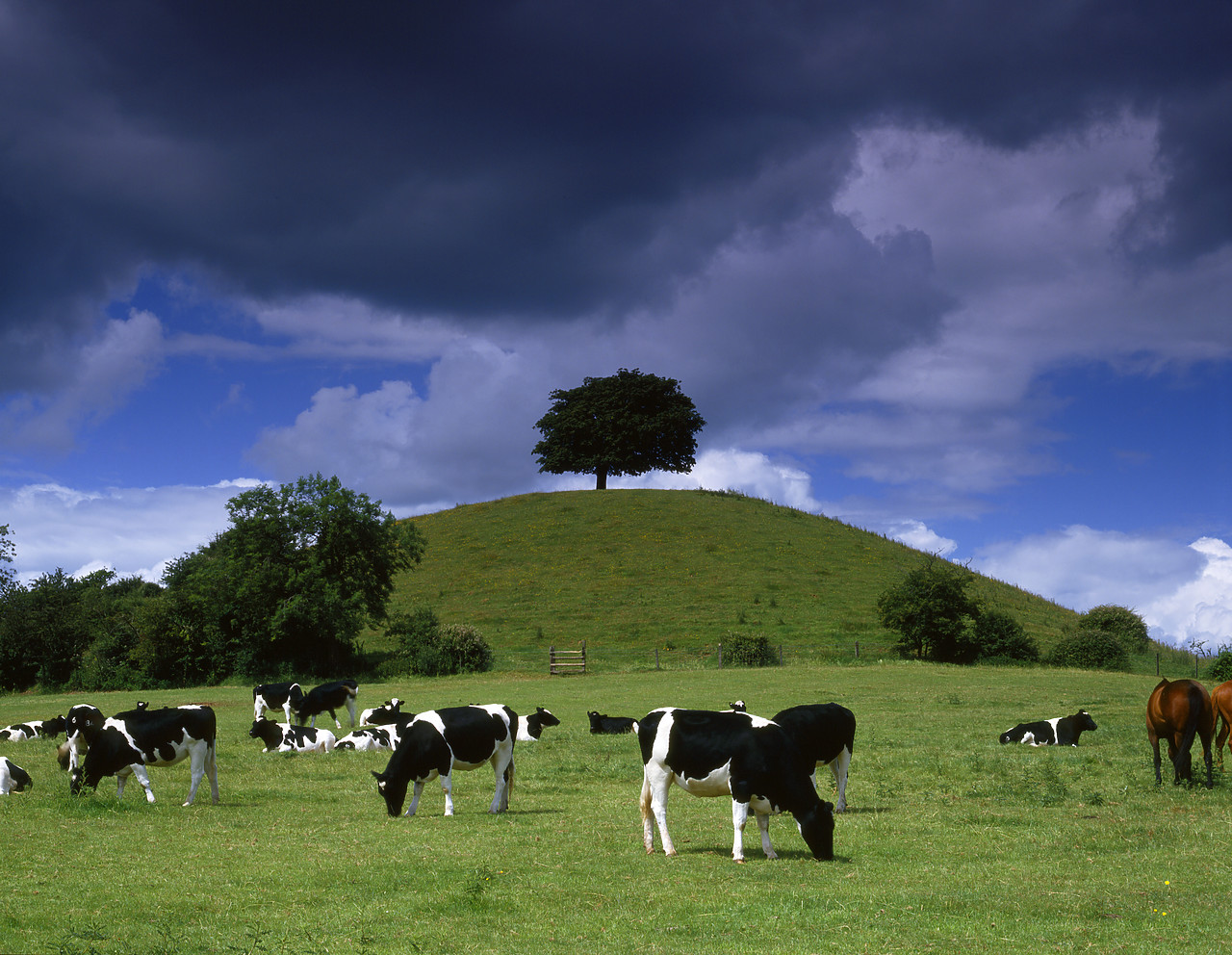 #934360 - Storm Clouds over Grazing Cows, Hereford & Worcester, England