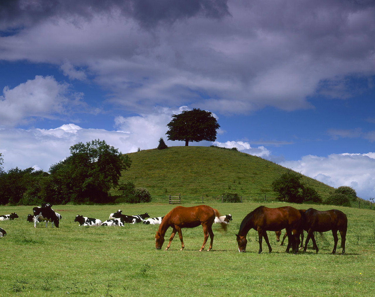 #934361 - Grazing Horses & Cows, near Worcester, Worcestershire, England
