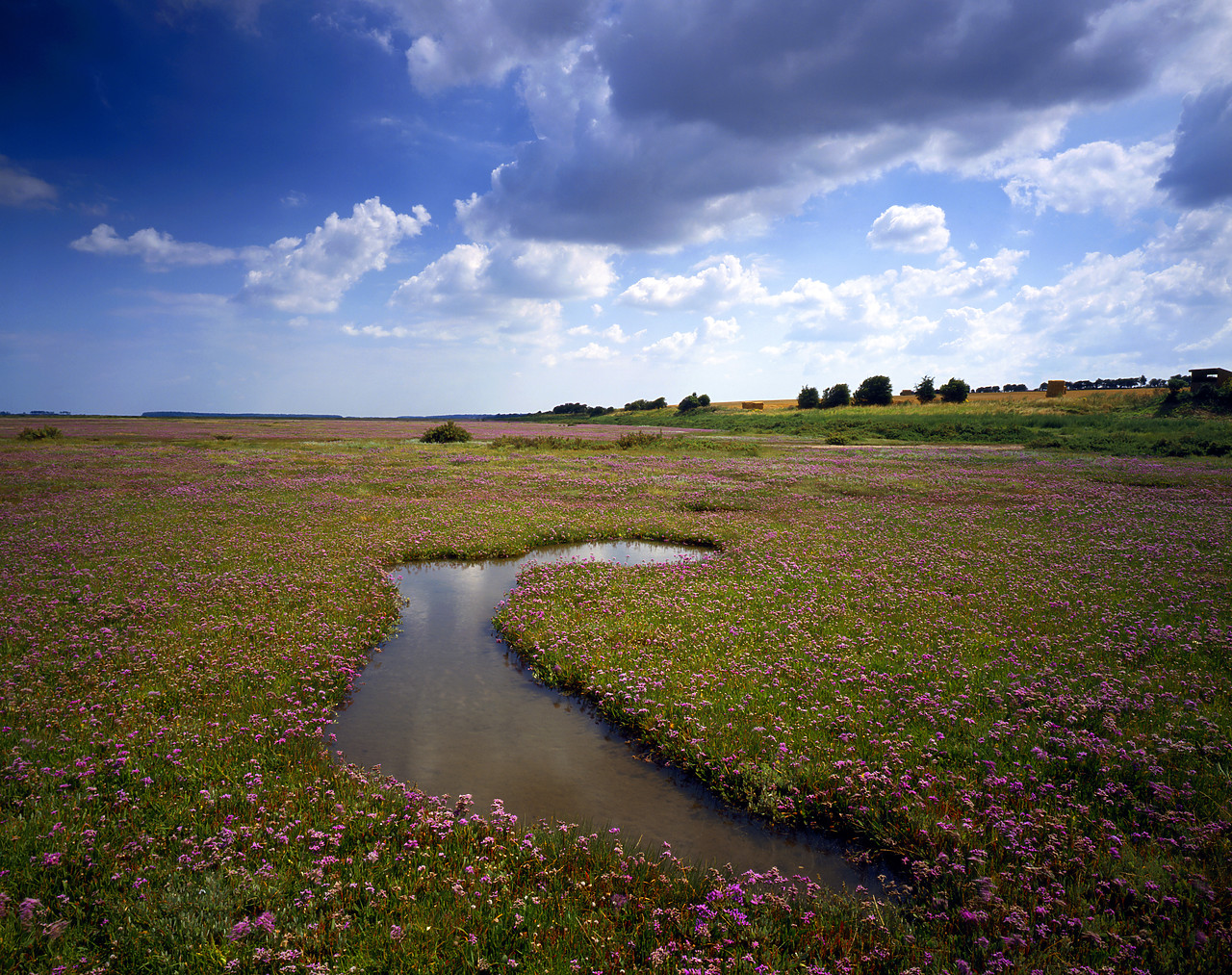 #934401-1 - Salt Marsh covered in Sea Lave, Stiffkey, Norfolk, England
