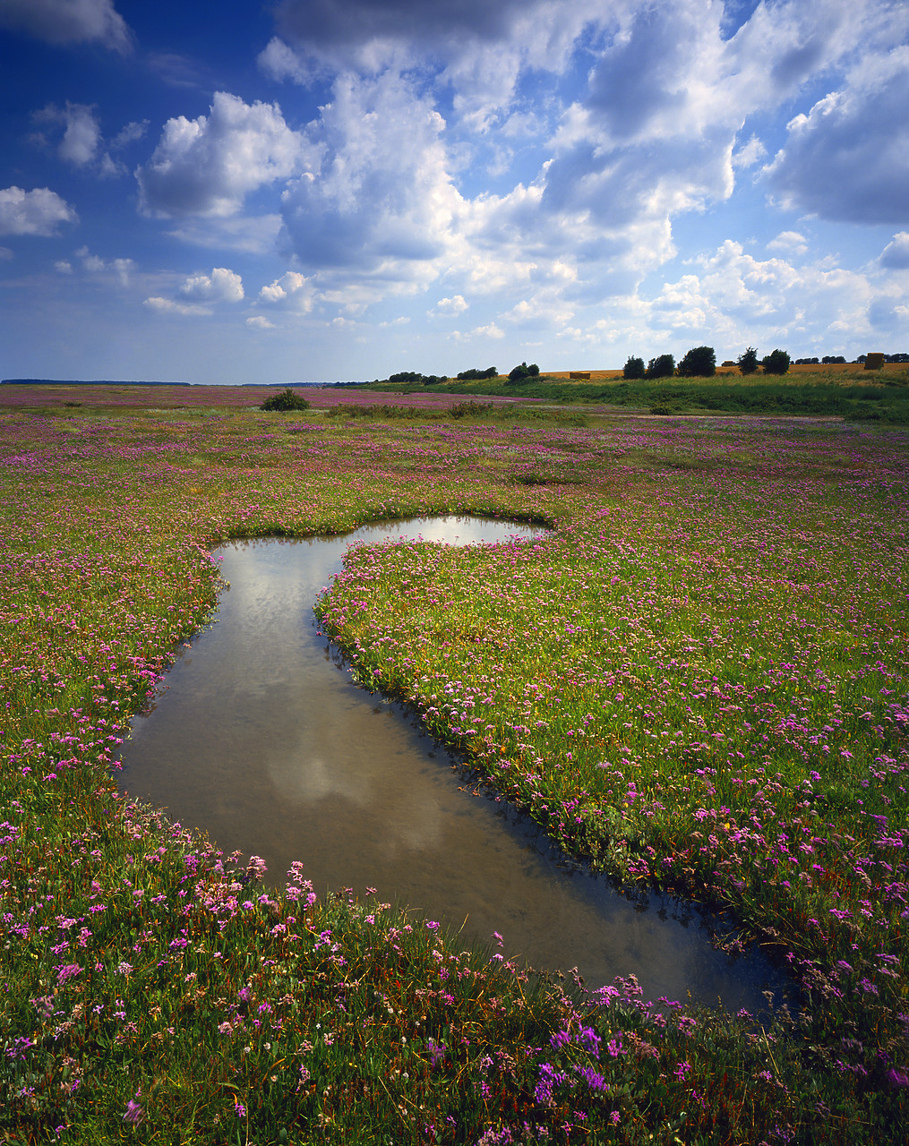 #934401-5 - Salt Marsh covered in Sea Lavender, Stiffkey, Norfolk, England
