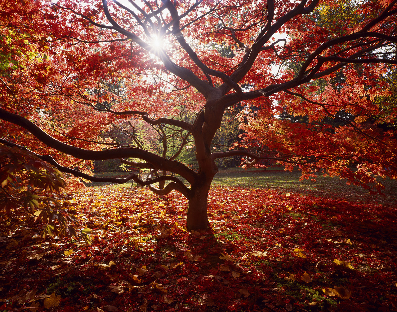 #934438-2 - Maple Tree in Autumn, Westonbirt Arboretum, Gloucestershire, England
