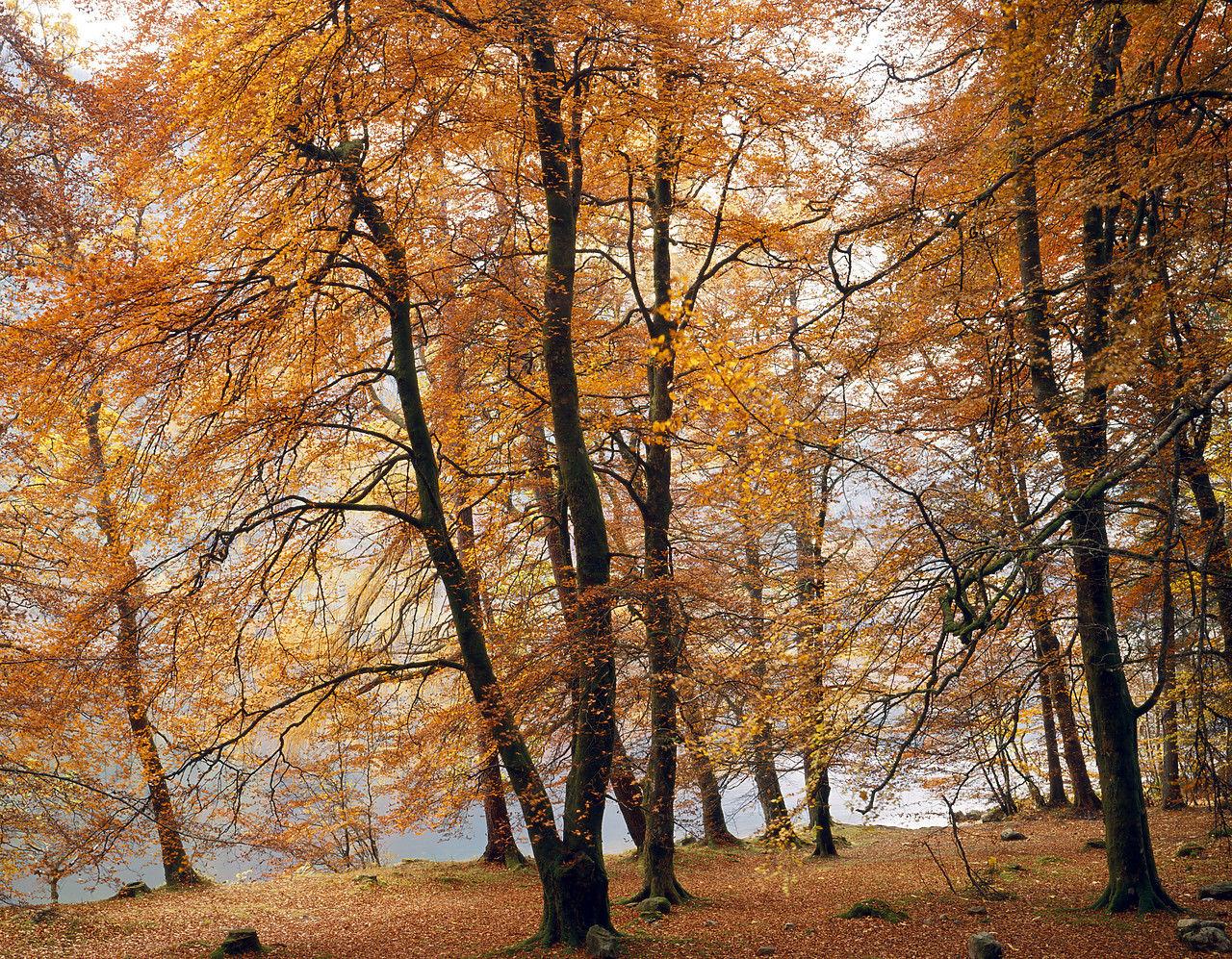 #934475-2 - Beeches by Loch Lomond, Strathclyde Region, Scotland