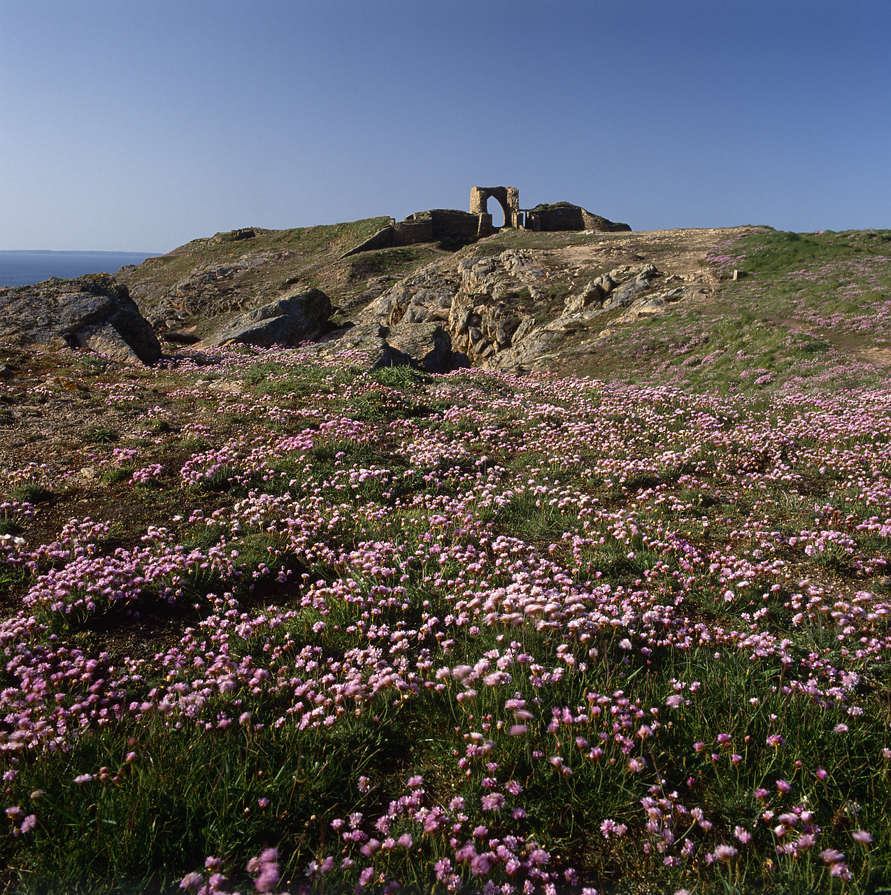 #934486 - Sea Pink or Thrift at Grosnez Castle, Jersey, Channel Islands