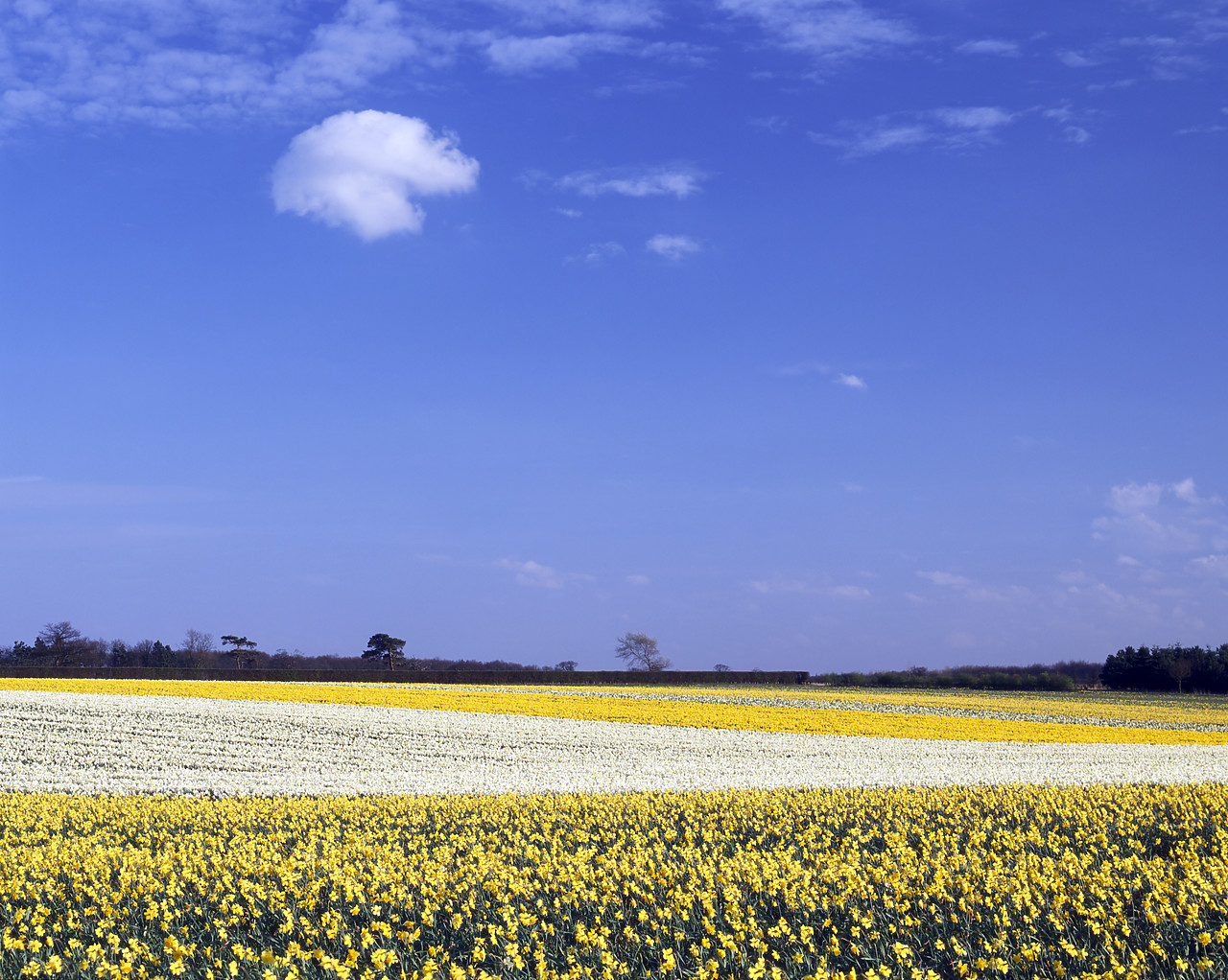 #944512 - Field of Daffodils, Trowse, Norfolk, England