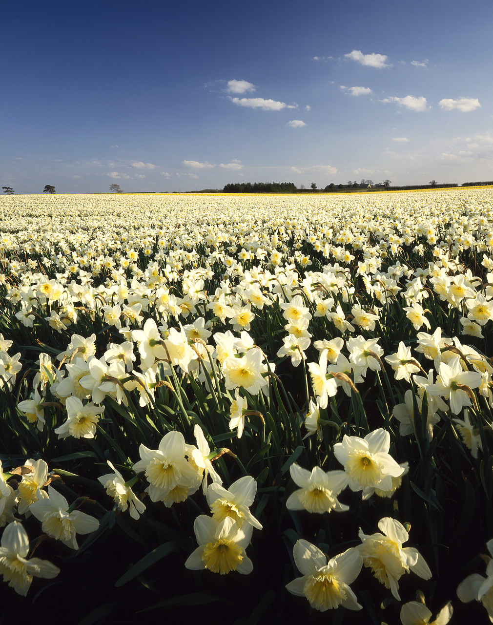#944513-4 - Fields of Daffodils, Trowse, Norfolk, England