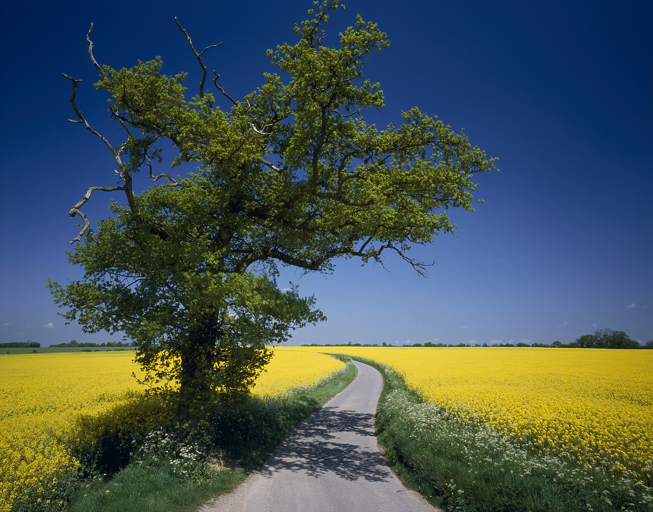 #944544-1 - Road through Fields of Rape, Suffolk, England