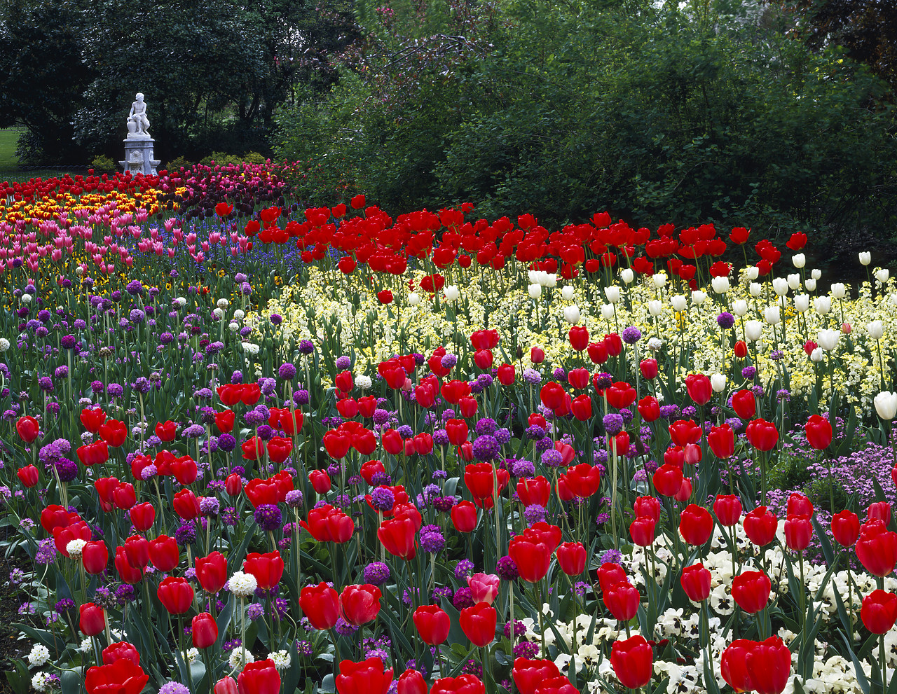 #944556-1 - Tulip Garden, St. Jame's Park, London, England