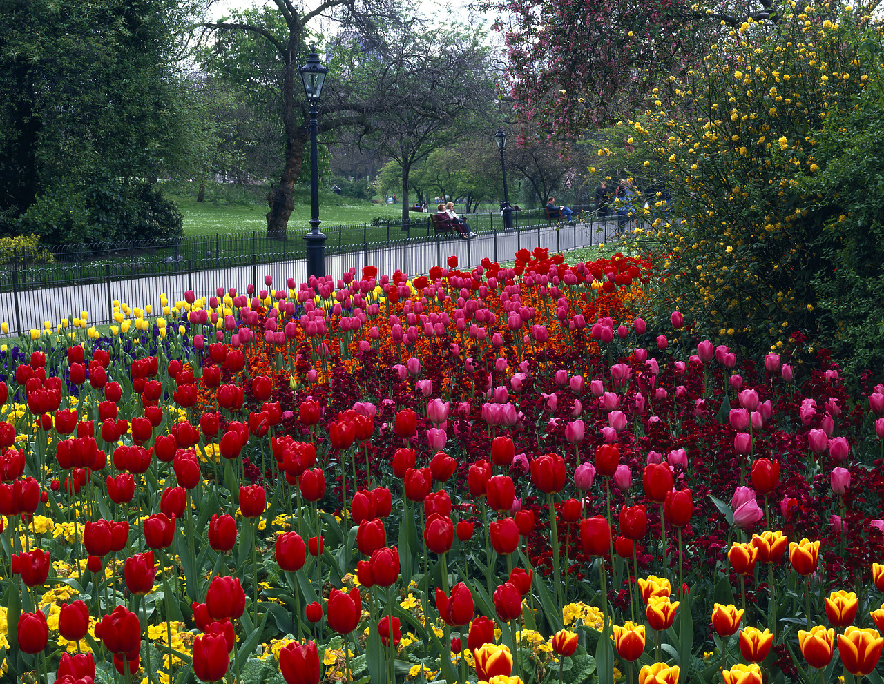 #944557-1 - Tulip Garden, St. Jame's Park, London, England