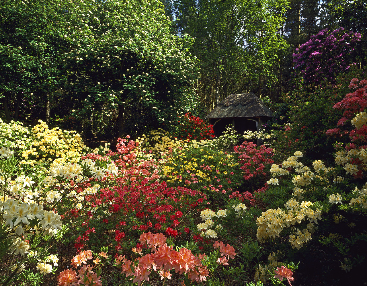 #944569-3 - Thatched Summerhouse & Azalea Garden, Stody Gardens, Norfolk, England