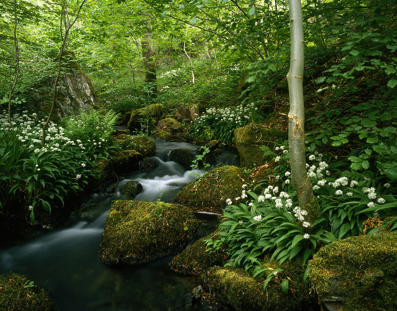 #944583-1 - Woodland Stream & Wild Garlic, Lower Birks, Aberfeldy, Scotland
