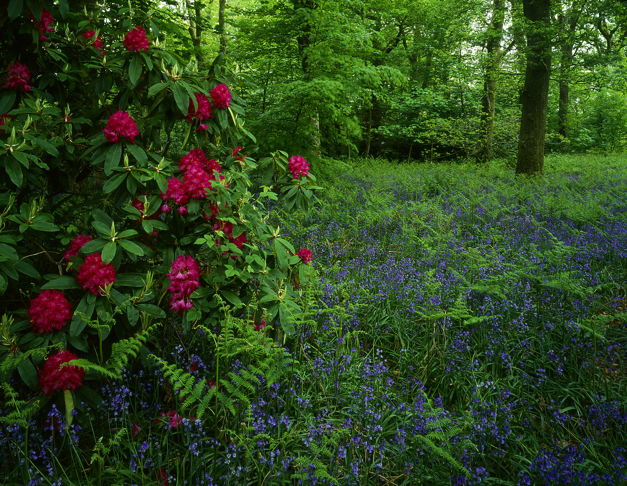 #944605-1 - Rhododendrons in Bluebell Wood, Castle Kennedy Gardens, Dumfries & Galloway, Scotland