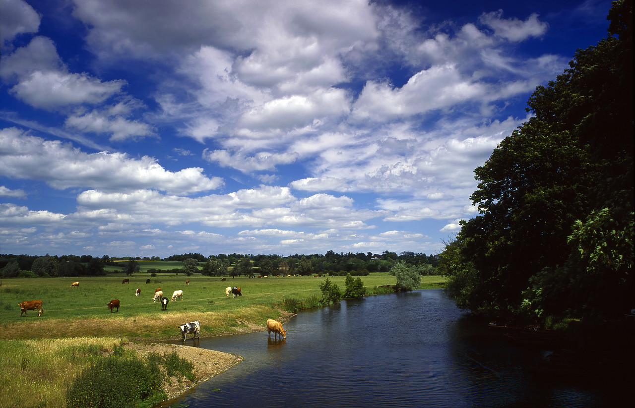 #944716-2 - Cows along River Stour, Dedham, Essex, England