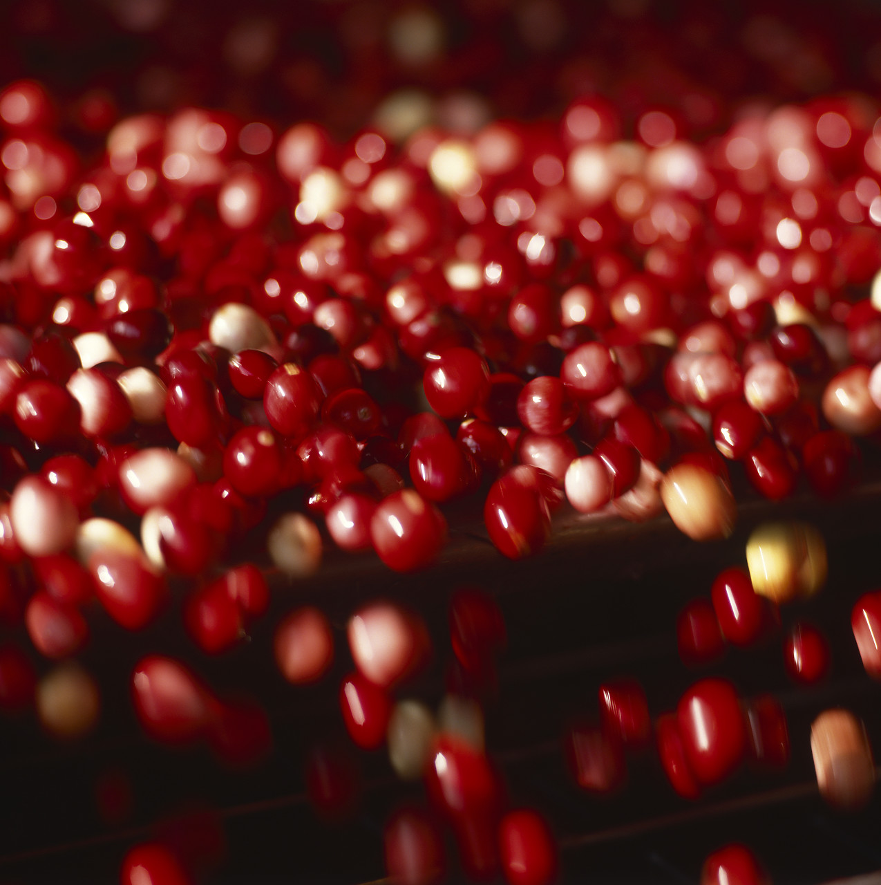 #944888 - Cranberries on Conveyor Belt, Carver, Massachusetts, USA