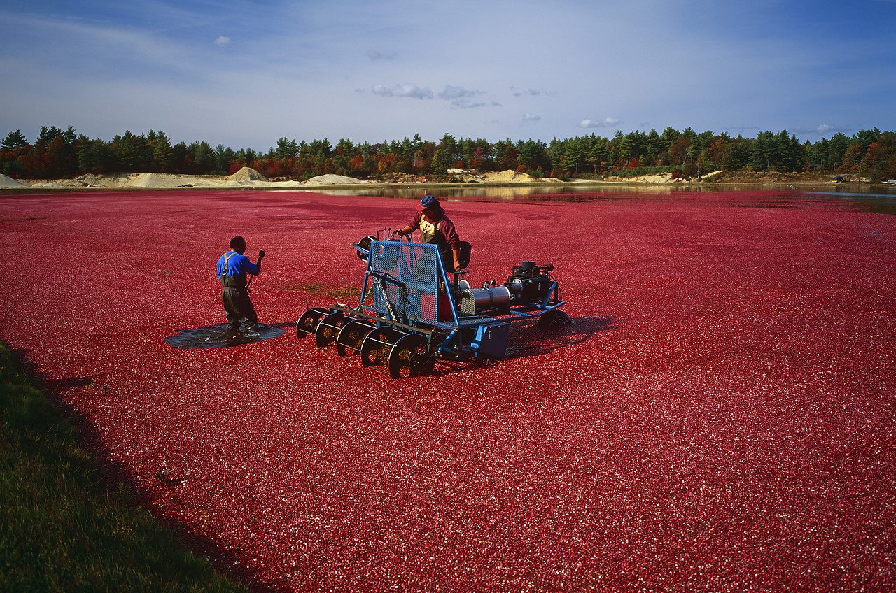 #944891 - Cranberry Bog Harvest, Carver, Massachusetts, USA