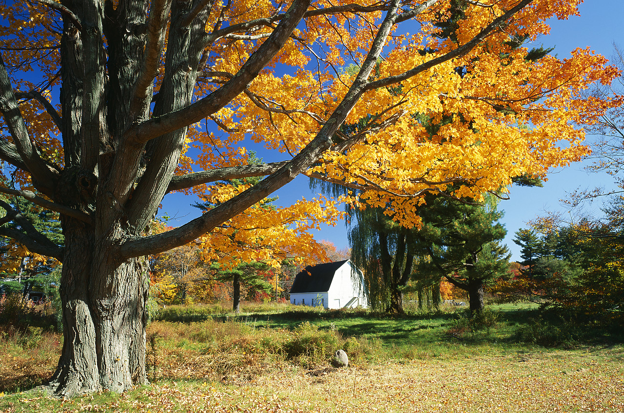 #944939-3 - White Barn in Autumn, Abington, Connecticut, USA