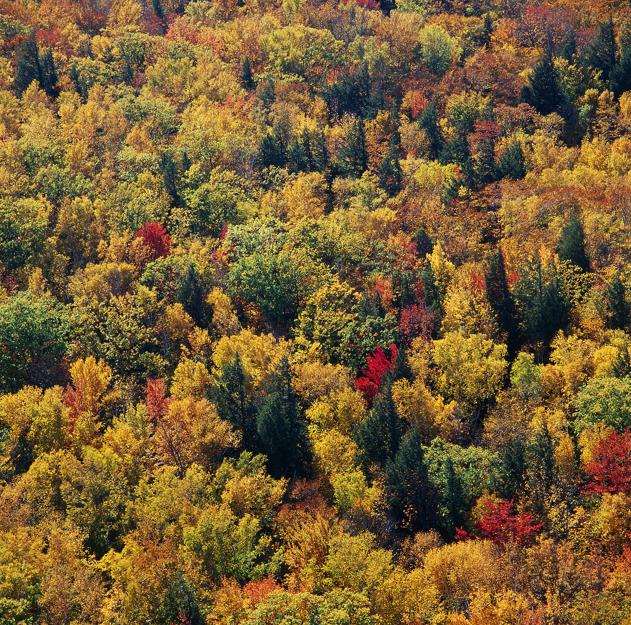 #944956 - Trees in Autumn, White Mountains, New Hampshire, USA