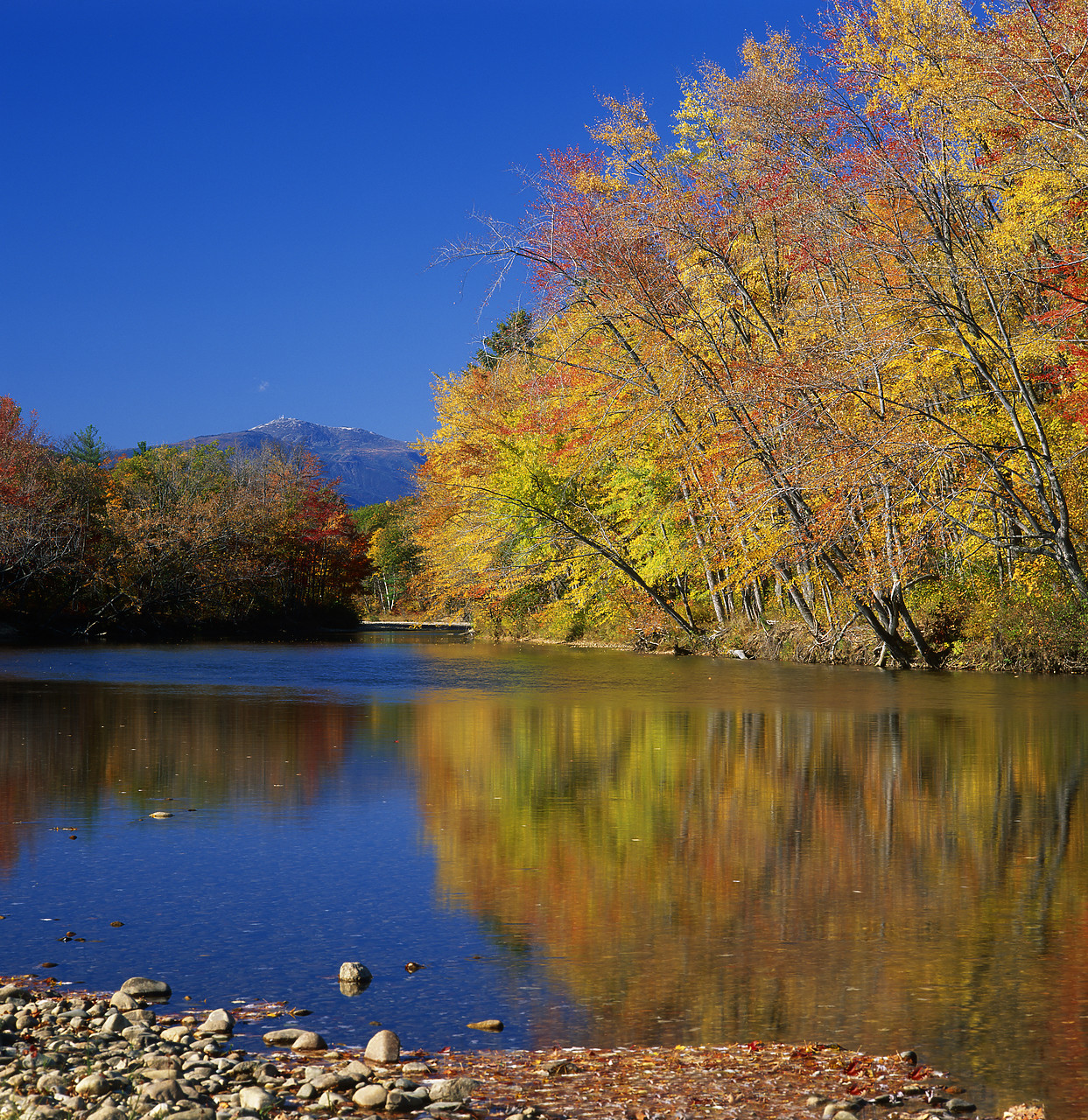 #944982 - Autumn Trees along Saco River, North Conway, New Hampshire, USA
