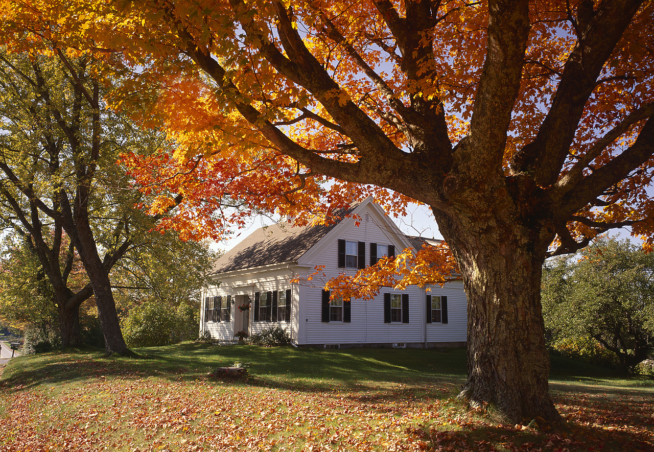 #945042-1 - Autumn Trees & New England House, Maine, USA