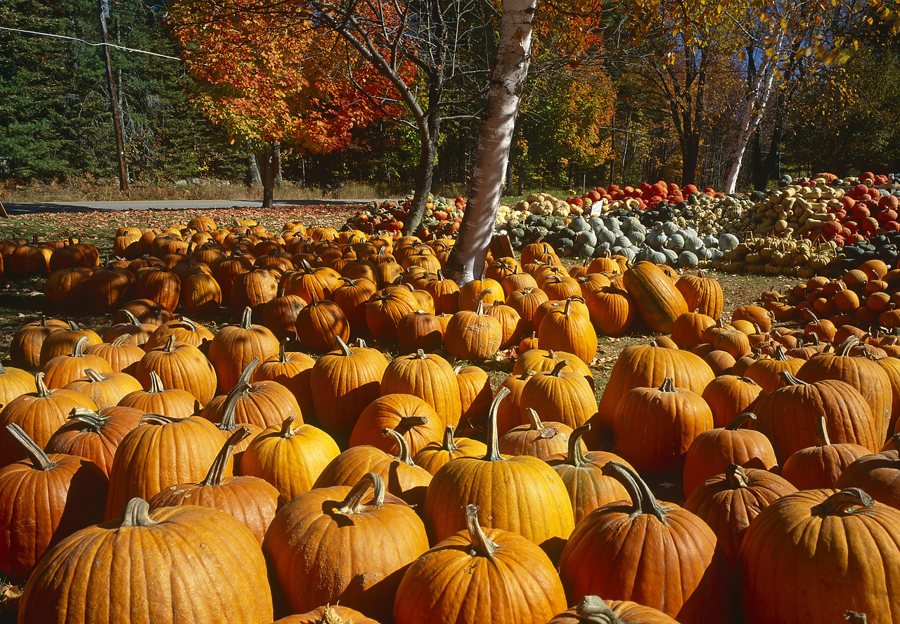 #945115-2 - Pumpkins, Maine, USA
