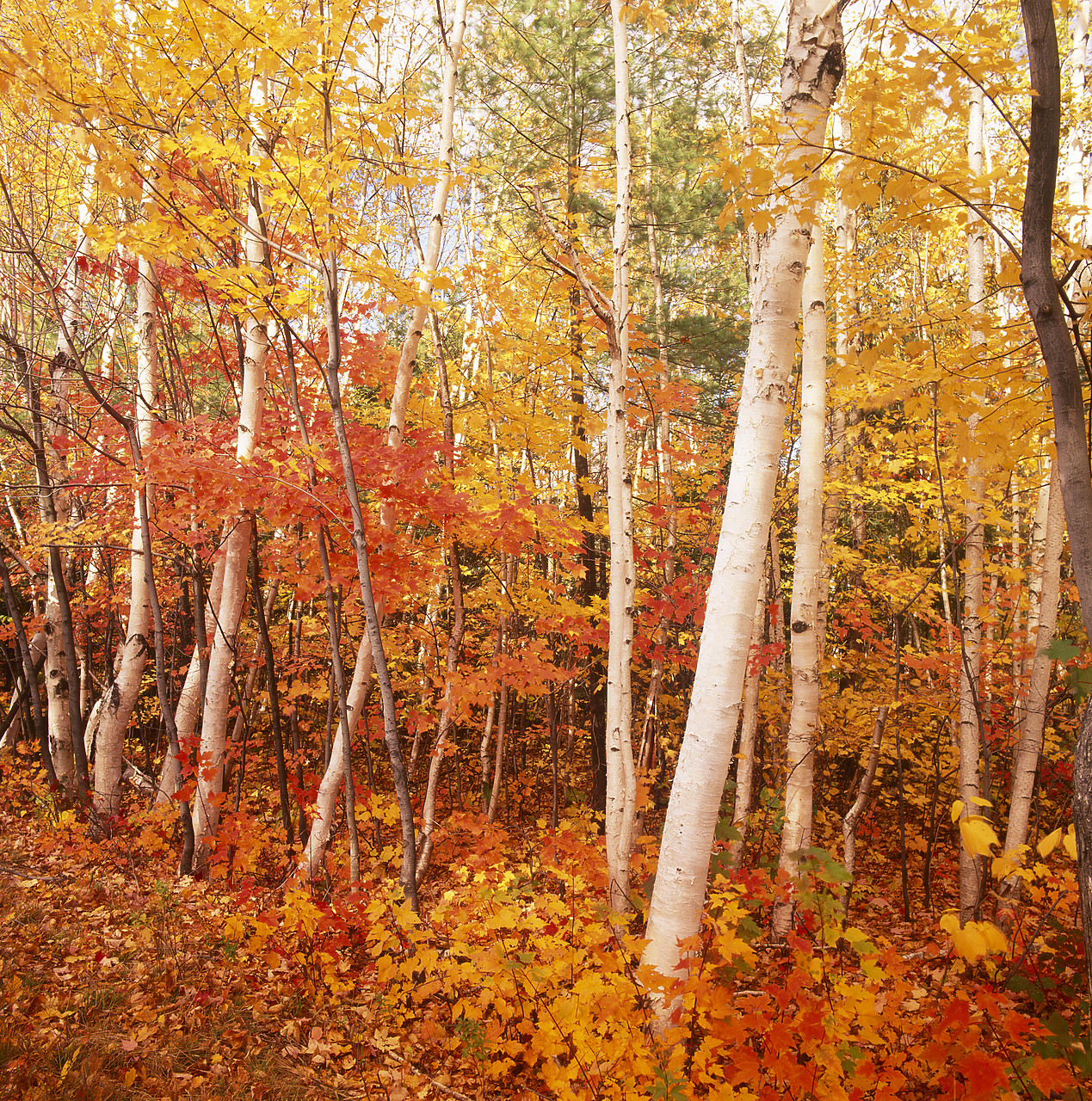 #945121-3 - Silver Birch Trees in Autumn, Shelburne, New Hampshire, USA