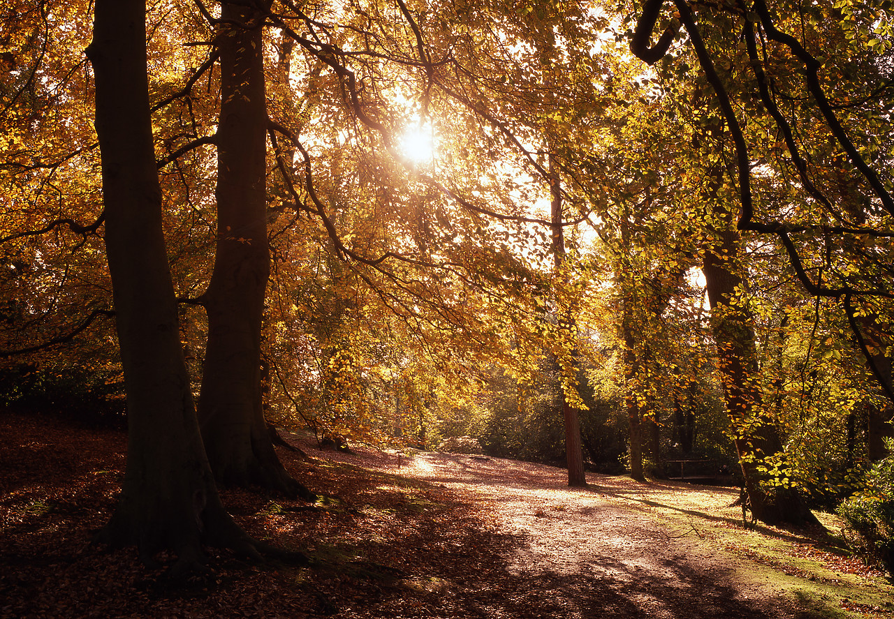 #945128 - Sunshine through Autumn Beeche, South Walsham, Norfolk, England