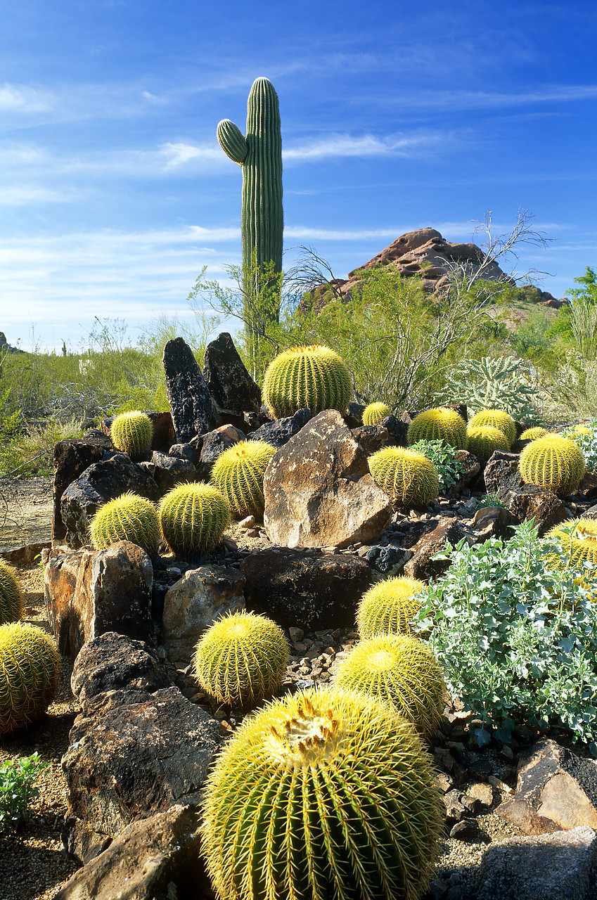 #955228-1 - Barrel Cacti & Saguaro, Tempe, Papago Park, Arizona, USA