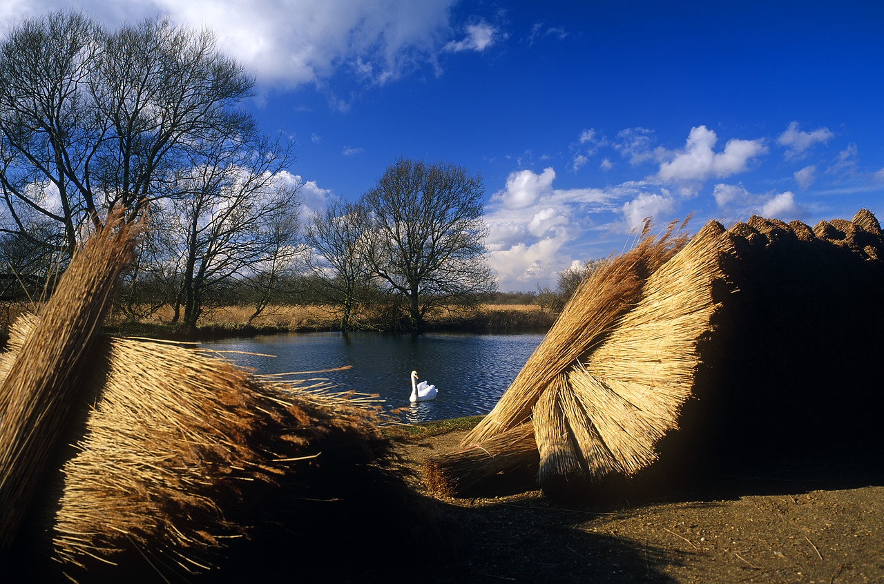 #955251-3 - Stacked Reed Bundles & Swan, How Hill, Norfolk, England