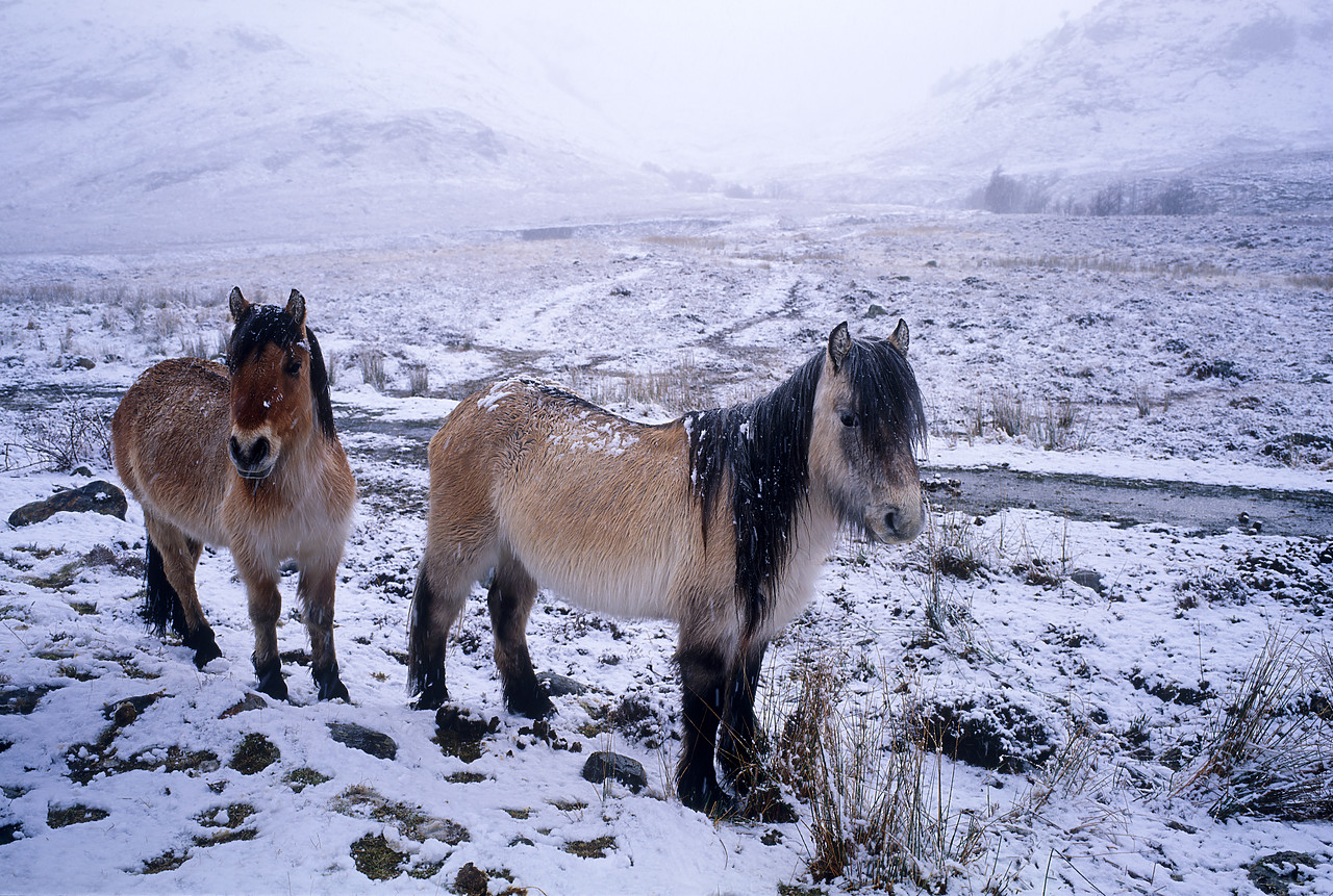 #955264 - Ponies in Winter, Glen Shiel, Highland Region, Scotland