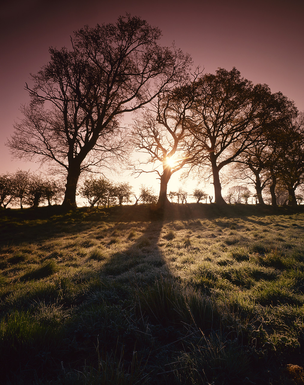 #955299 - Sunshine Through Trees, Surlingham, Norfolk, England