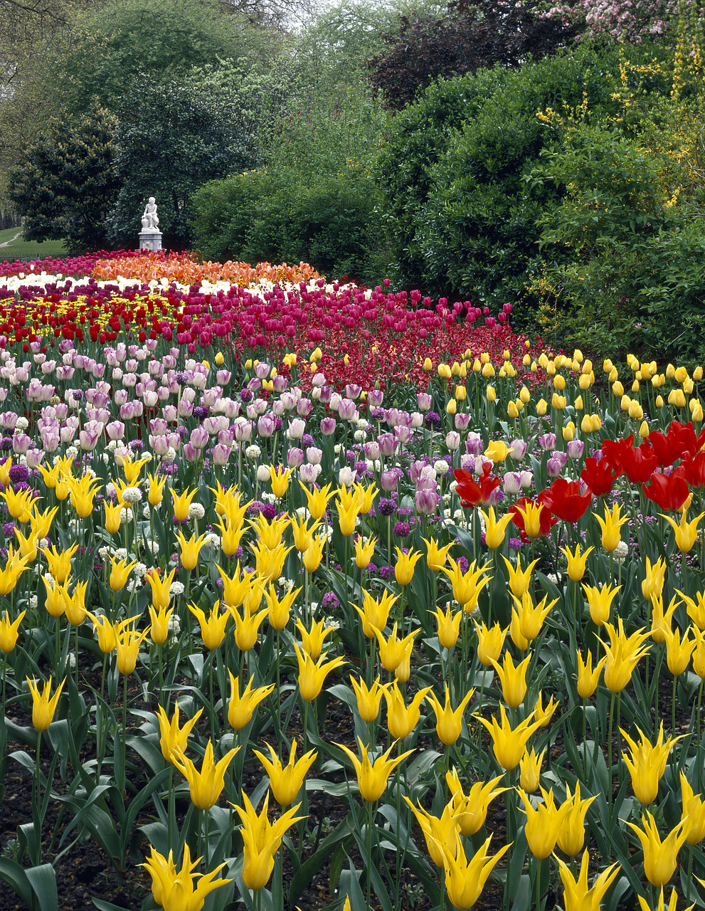 #955309-4 - Tulip Garden, St. Jame's Park, London, England