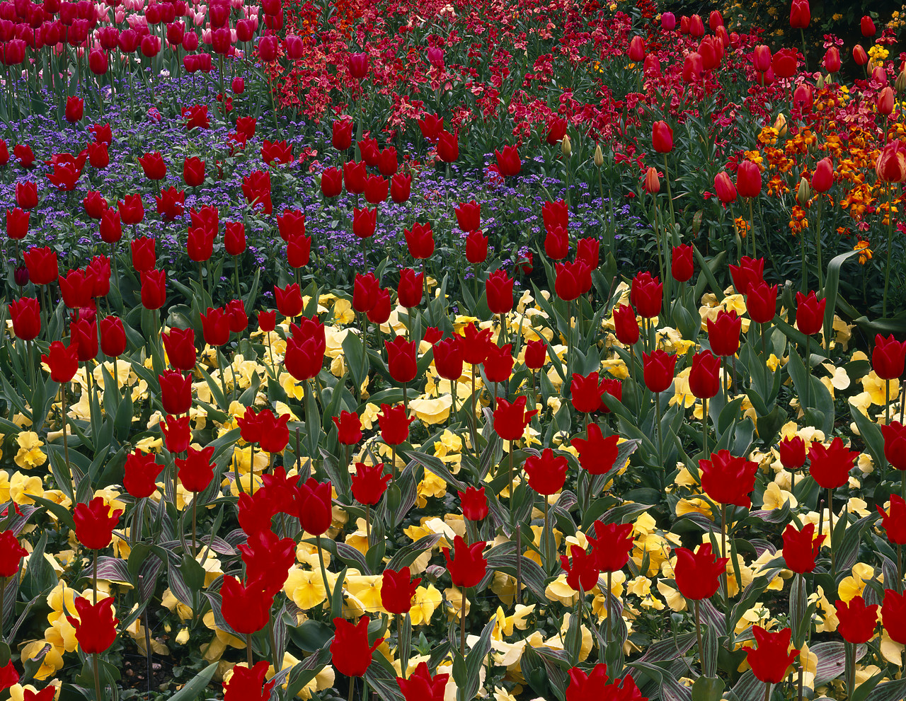 #955310-2 - Tulips, St. Jame's Park, London, England