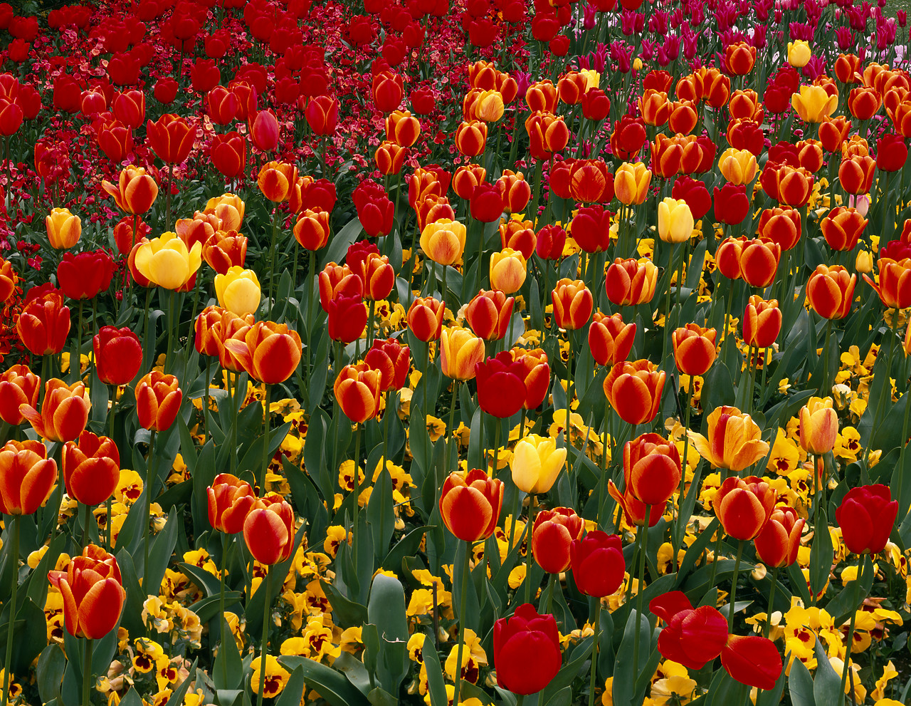 #955311 - Tulips, St. Jame's Park, London, England