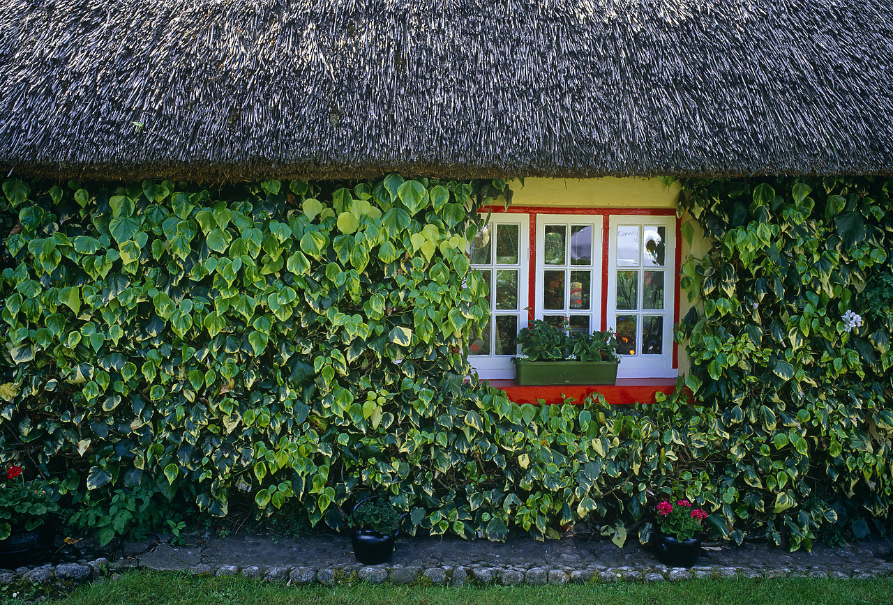 #955362-1 - Ivy-covered Thatched Cottage, Adare, Co. Limerick, Ireland