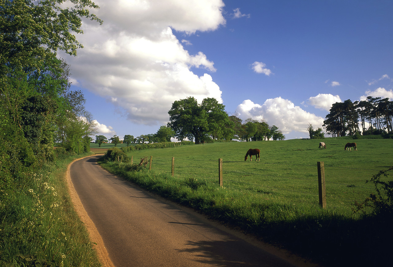 #955469-1 - Country Lane & Grazing Horses, Caistor St.Edmands, Norfolk, England