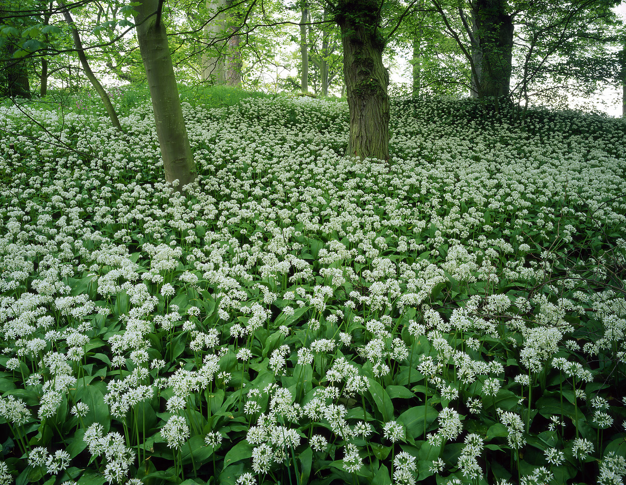 #955535-1 - Woodland of Wild Garlic, Fife, Scotland