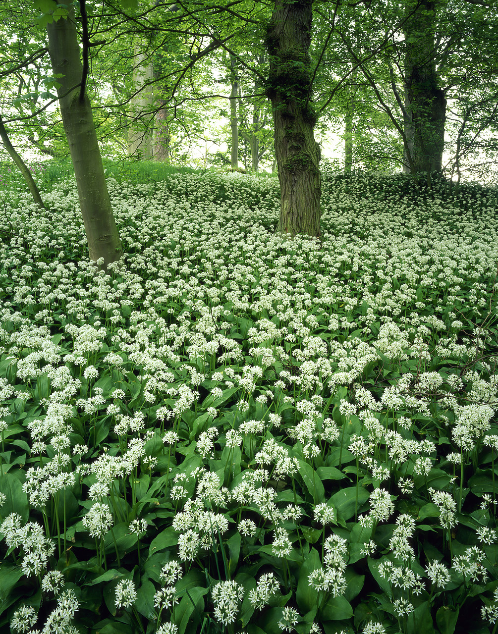 #955535-4 - Woodland of Wild Garlic, Fife, Scotland