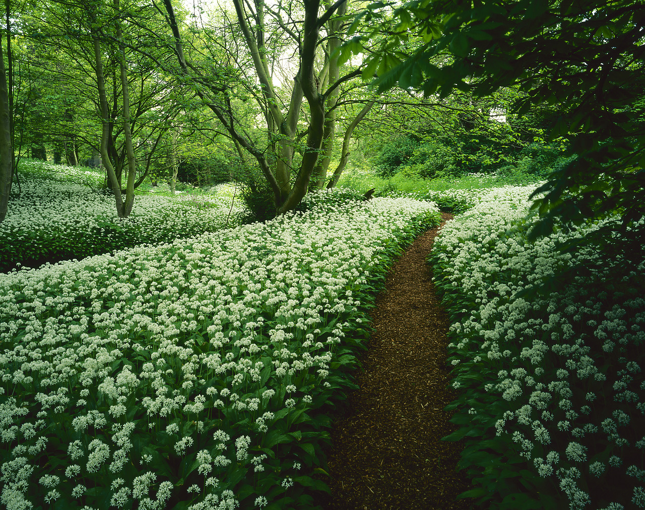 #955536-1 - Path Through Wild Garlic, Fife, Scotland