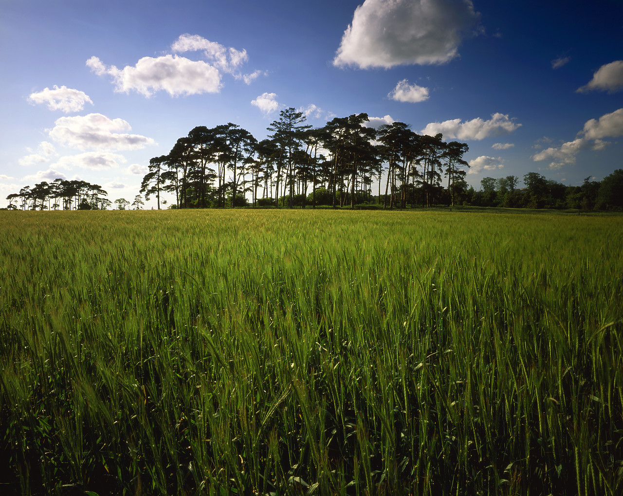 #955541-2 - Field of Barley & Scots Pines, Caistor St. Edmund, Norfolk, England